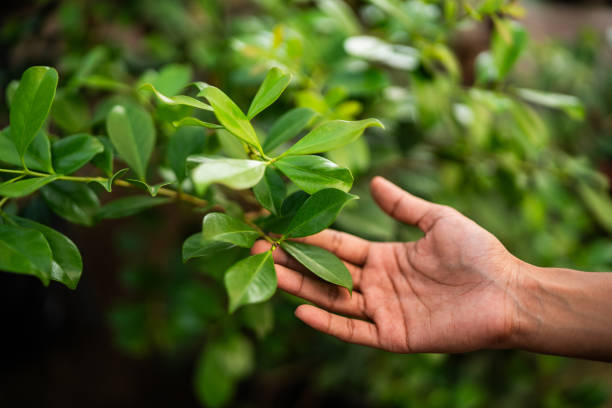 Grants, NM Tree Services Company