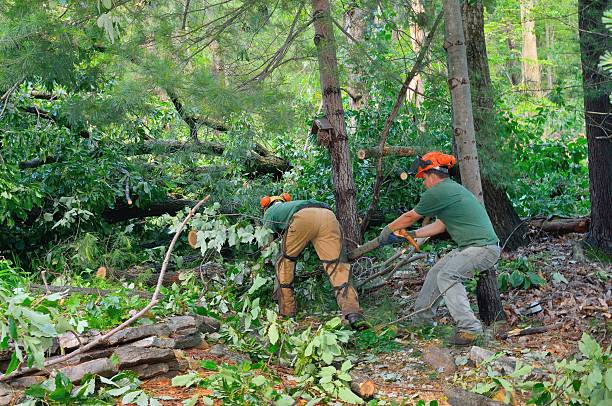 Best Arborist Consultation Services  in Grants, NM